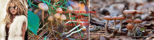 крисы Мегион